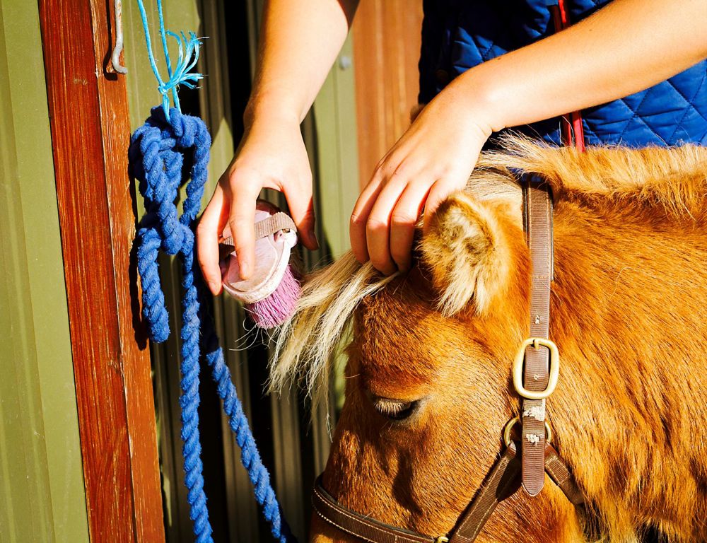 Horse Riding Group Lesson