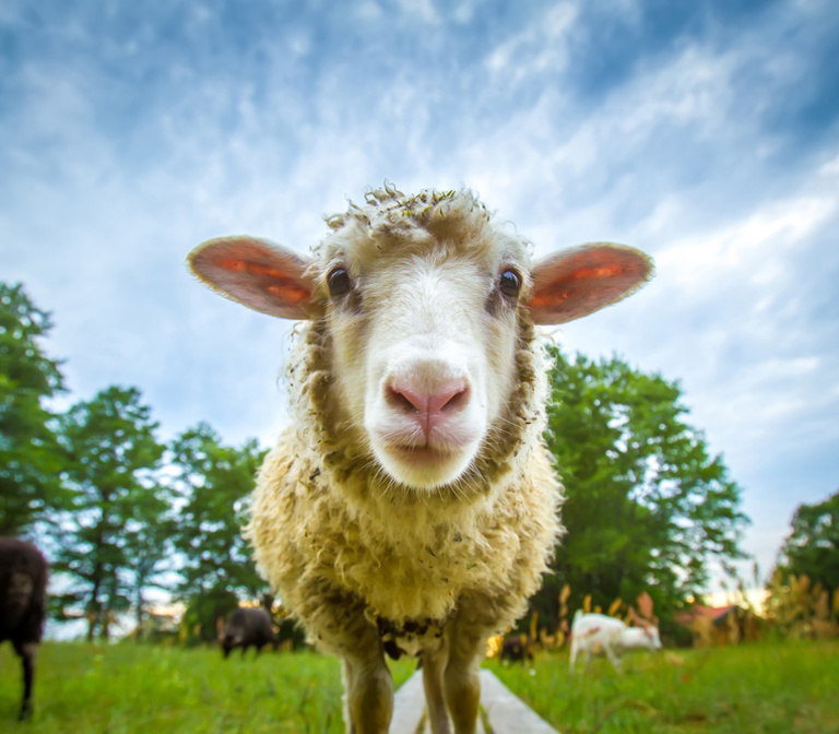 Auchingarrich Wildlife centre Auchingarrich Wildlife centre