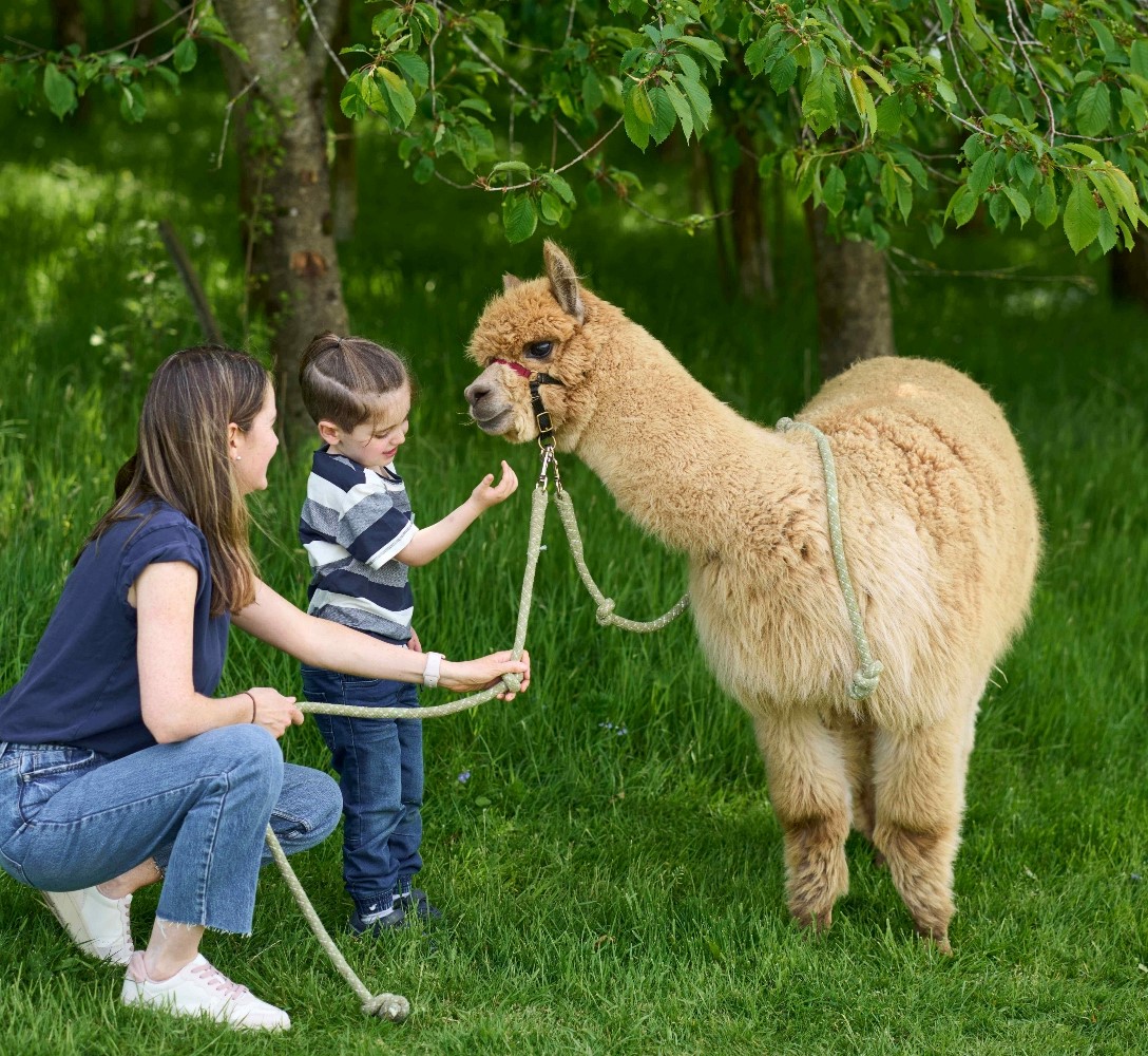 Alpaca Trekking Crieff Hydro Activities