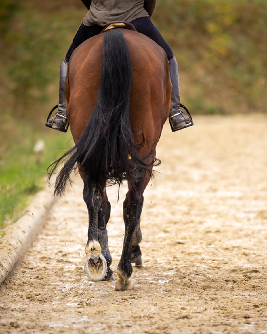 Horse Riding Private Lesson