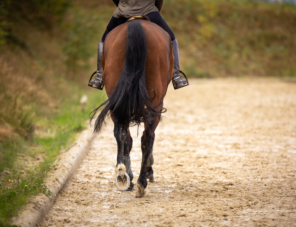 Horse Riding Private Lesson