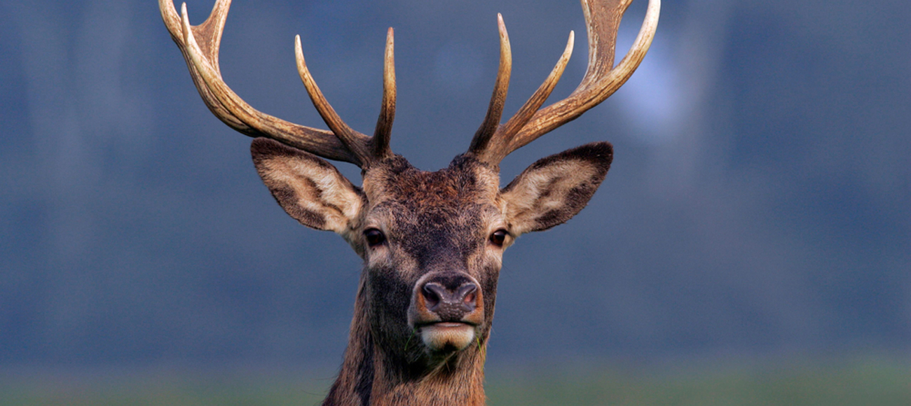 Highland Safaris Highland Safaris