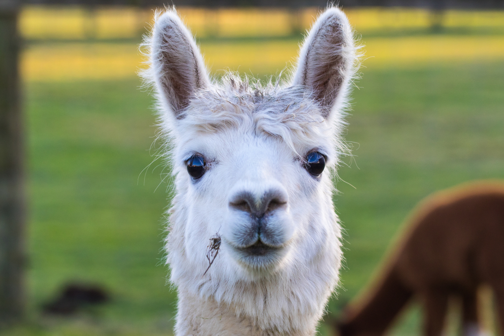 Alpaca FAQ s Alpaca Trekking in Perthshire